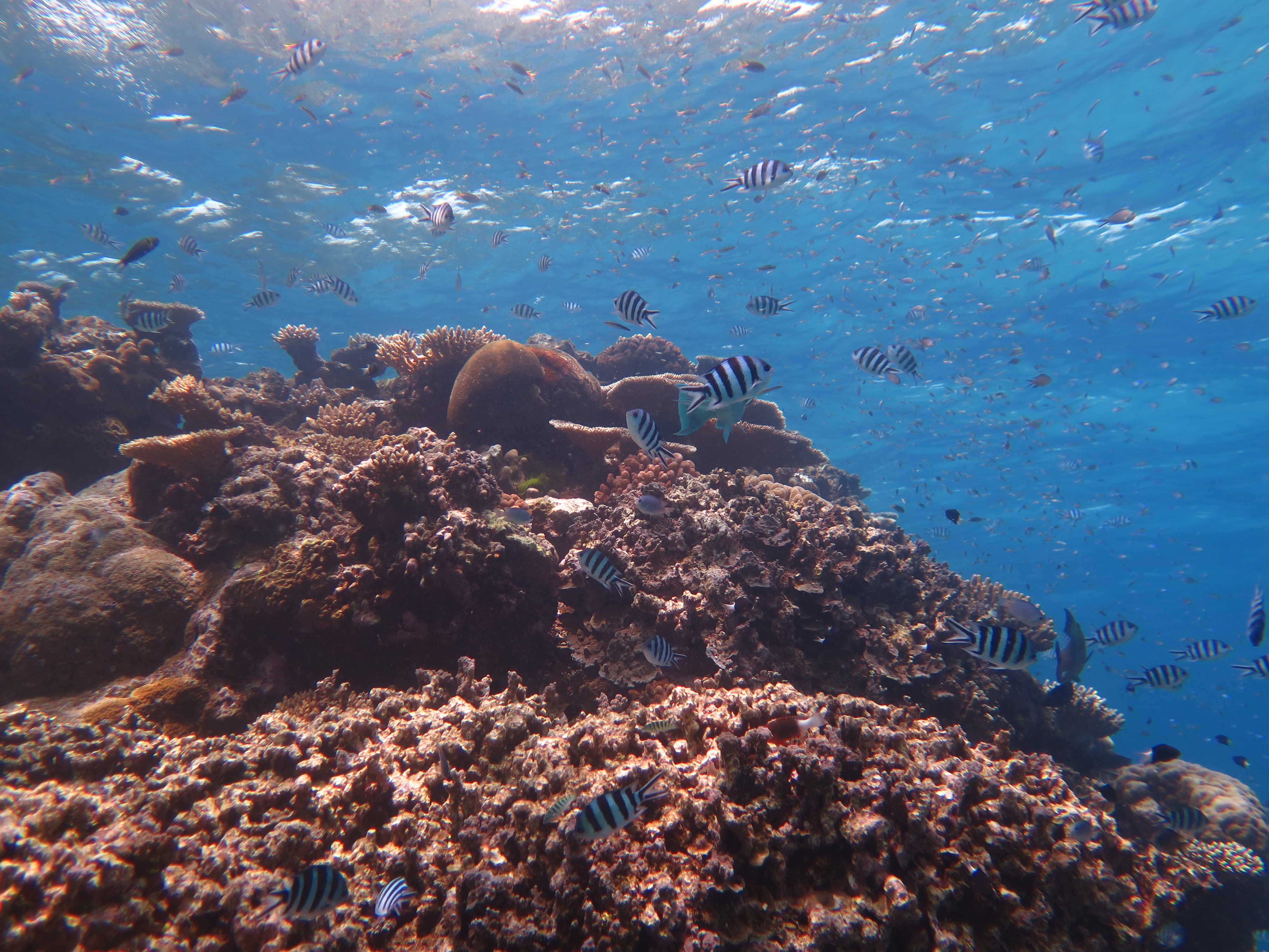 Coral reef
